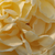 Sárga - Nosztalgia rózsa - Felidaé